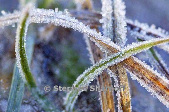 grass winter provence graphic